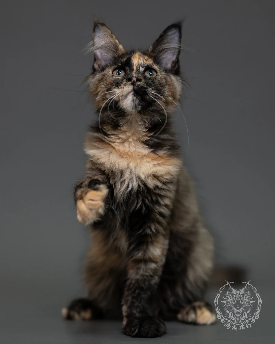 黑玳帽緬因貓 Tortoiseshell Maine Coon 3months Cattery Taichung 16