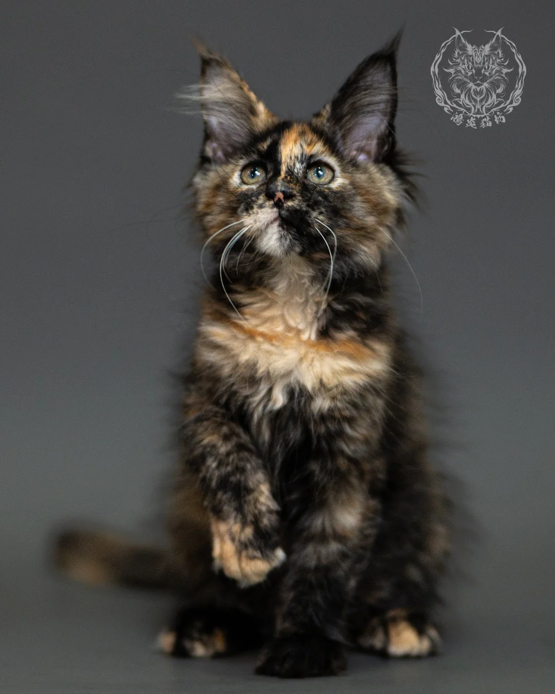 黑玳帽緬因貓 Tortoiseshell Maine Coon 2months Closeup 10