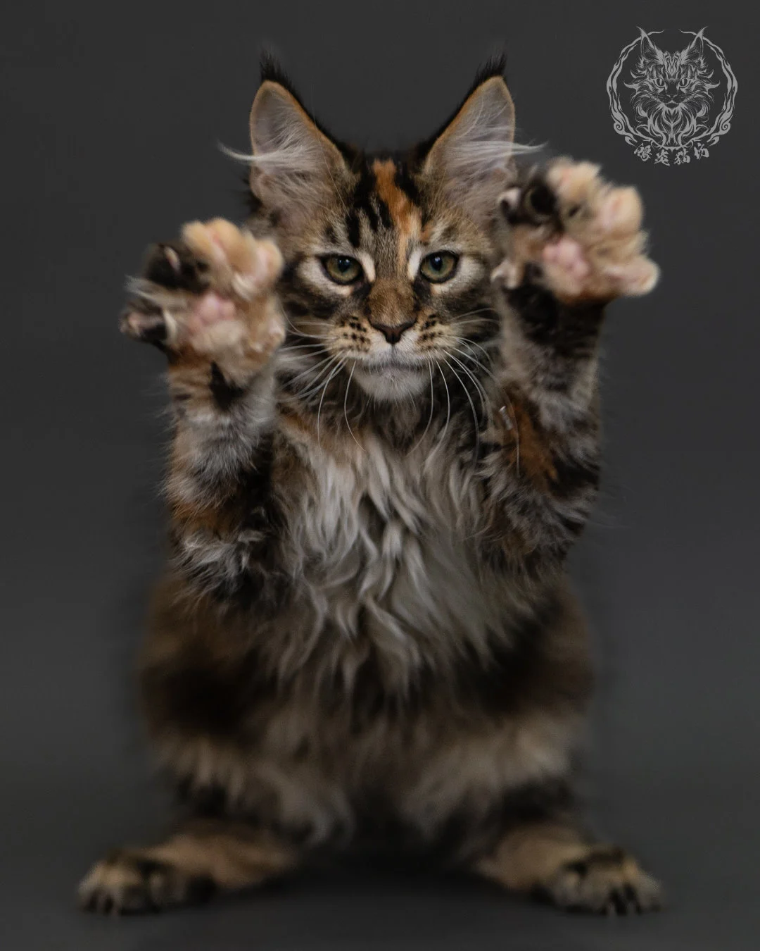 玳帽虎斑緬因貓 Tortie Tabby Maine Coon 3months Cattery Taichung 7