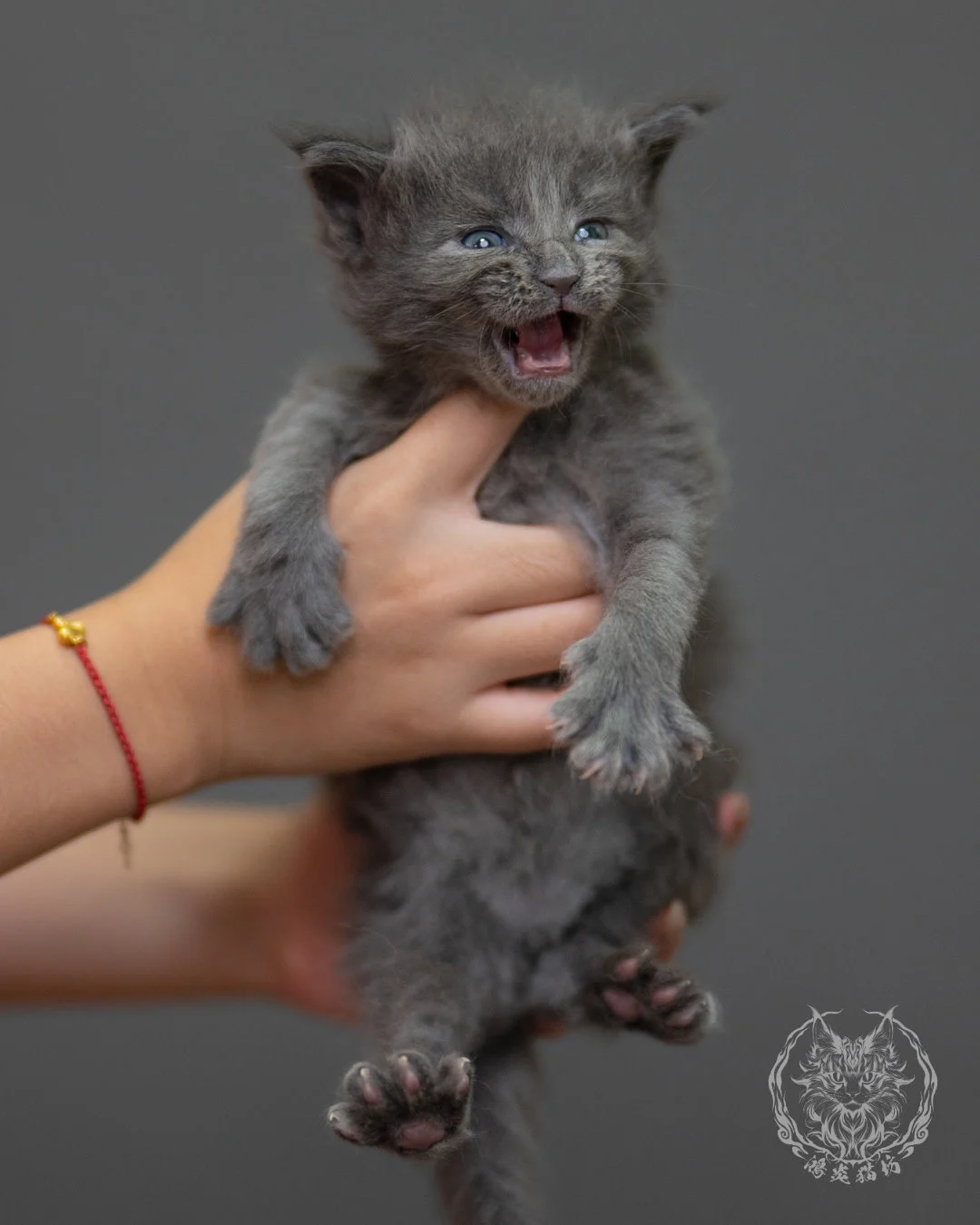 藍煙燻緬因貓 Blue Smoke Maine Coon 4weeks Closeup 5
