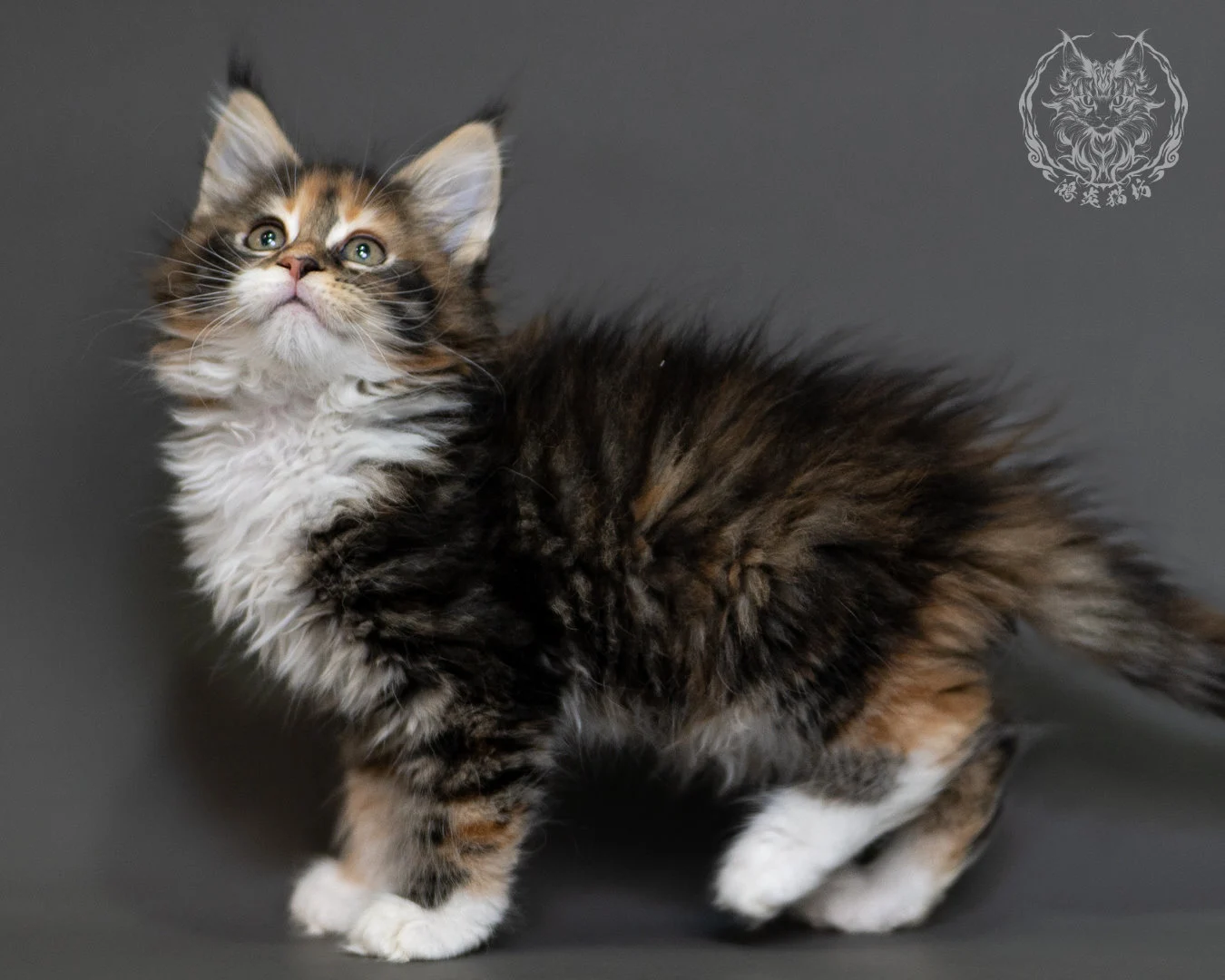 鴻炎貓坊棕虎斑玳帽緬因貓2個月,brown Torbie Maine Coon Kitten 26