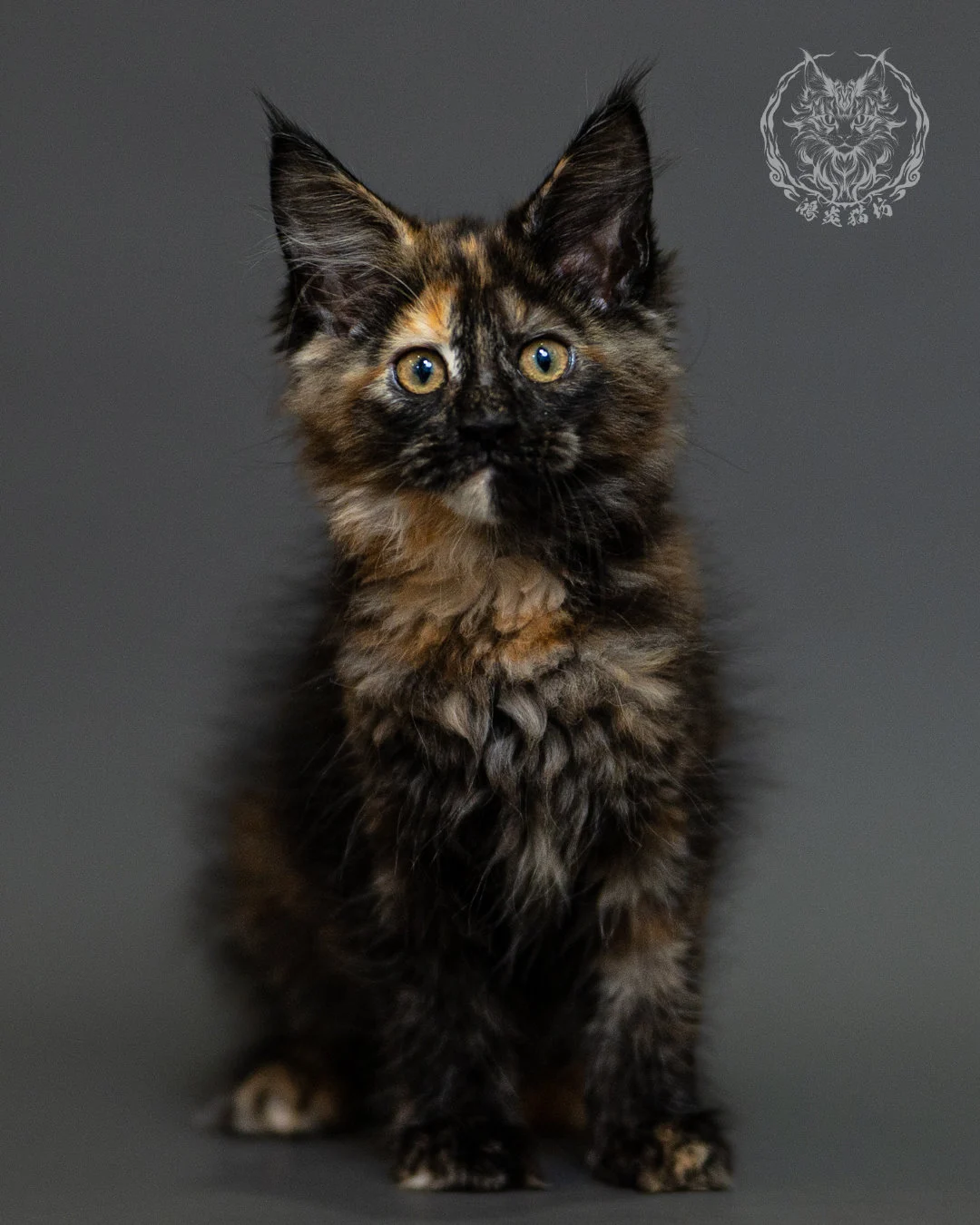 黑玳帽緬因貓 Tortoiseshell Maine Coon 2months Closeup 1