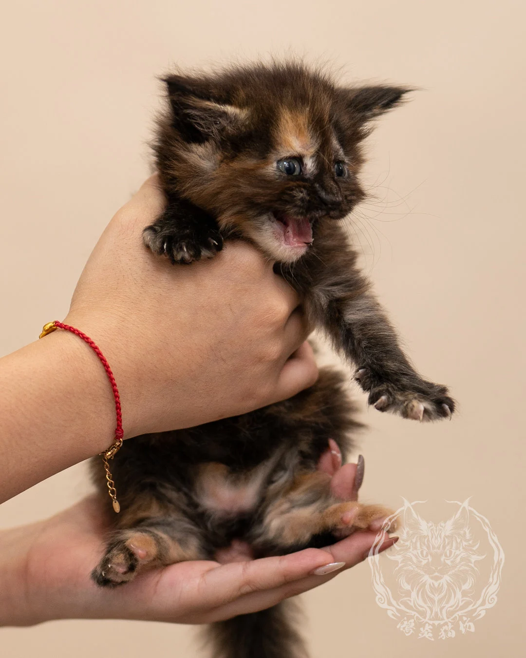 黑玳帽緬因貓 Black Tortie Masked Maine Coon 4weeks Closeup 6