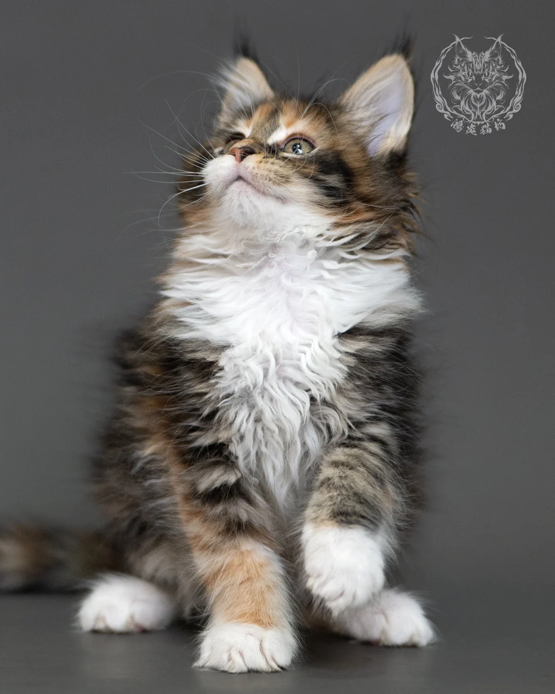鴻炎貓坊棕虎斑玳帽緬因貓2個月,brown Torbie Maine Coon Kitten 12