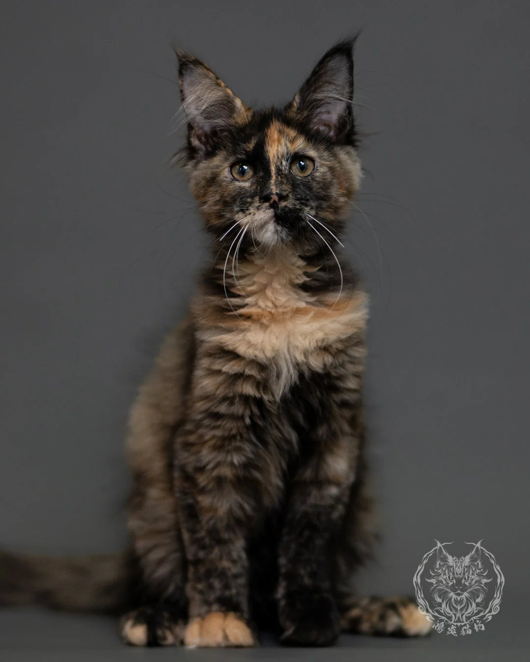 黑玳帽緬因貓 Tortoiseshell Maine Coon 3months Cattery Taichung 2