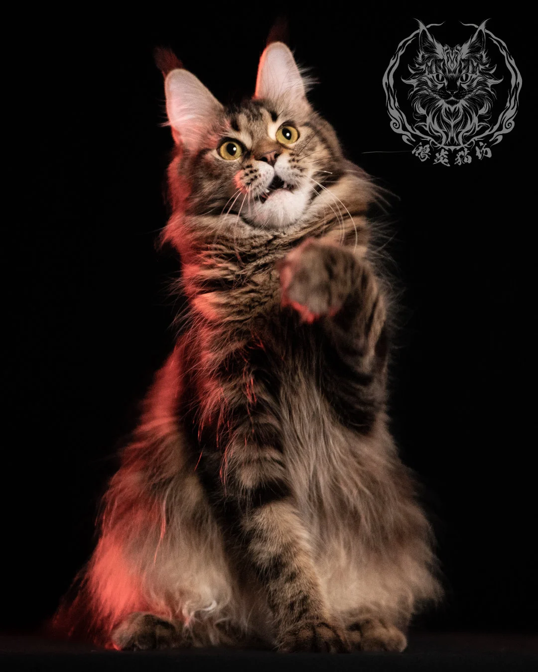 棕虎斑緬因貓 Brown Tabby Maine Coon 13months Closeup 12