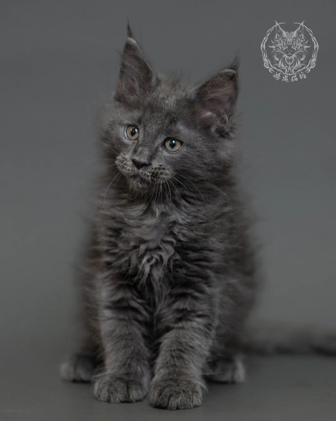 鴻炎貓坊藍煙燻緬因貓2個月特寫，blue Smoke Maine Coon Kitten 7