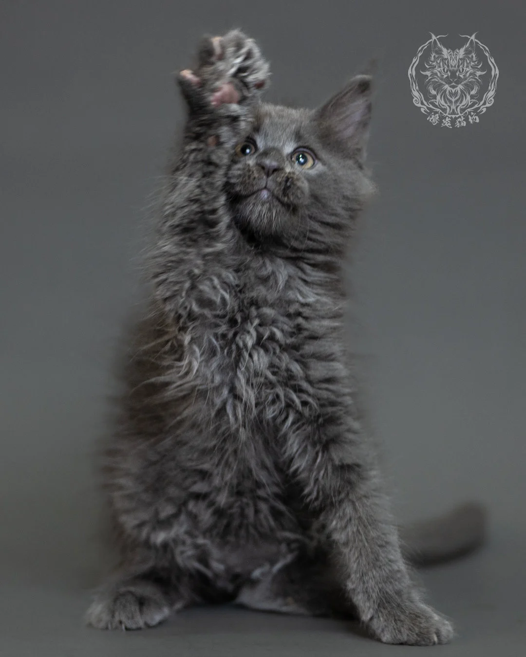 鴻炎貓坊藍煙燻緬因貓2個月特寫，blue Smoke Maine Coon Kitten 35