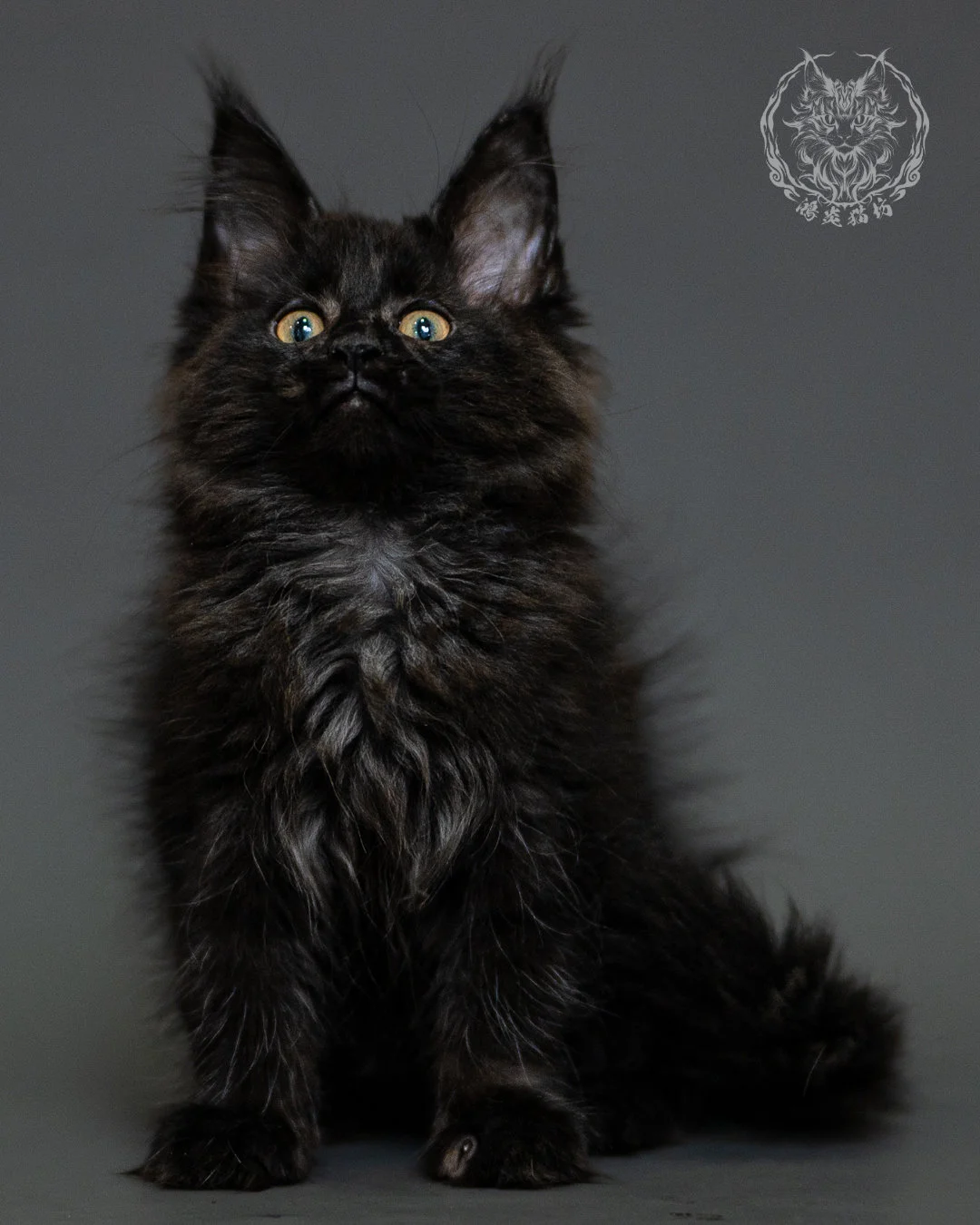 黑煙燻緬因貓 Black Smoke Maine Coon 2months Closeup 5