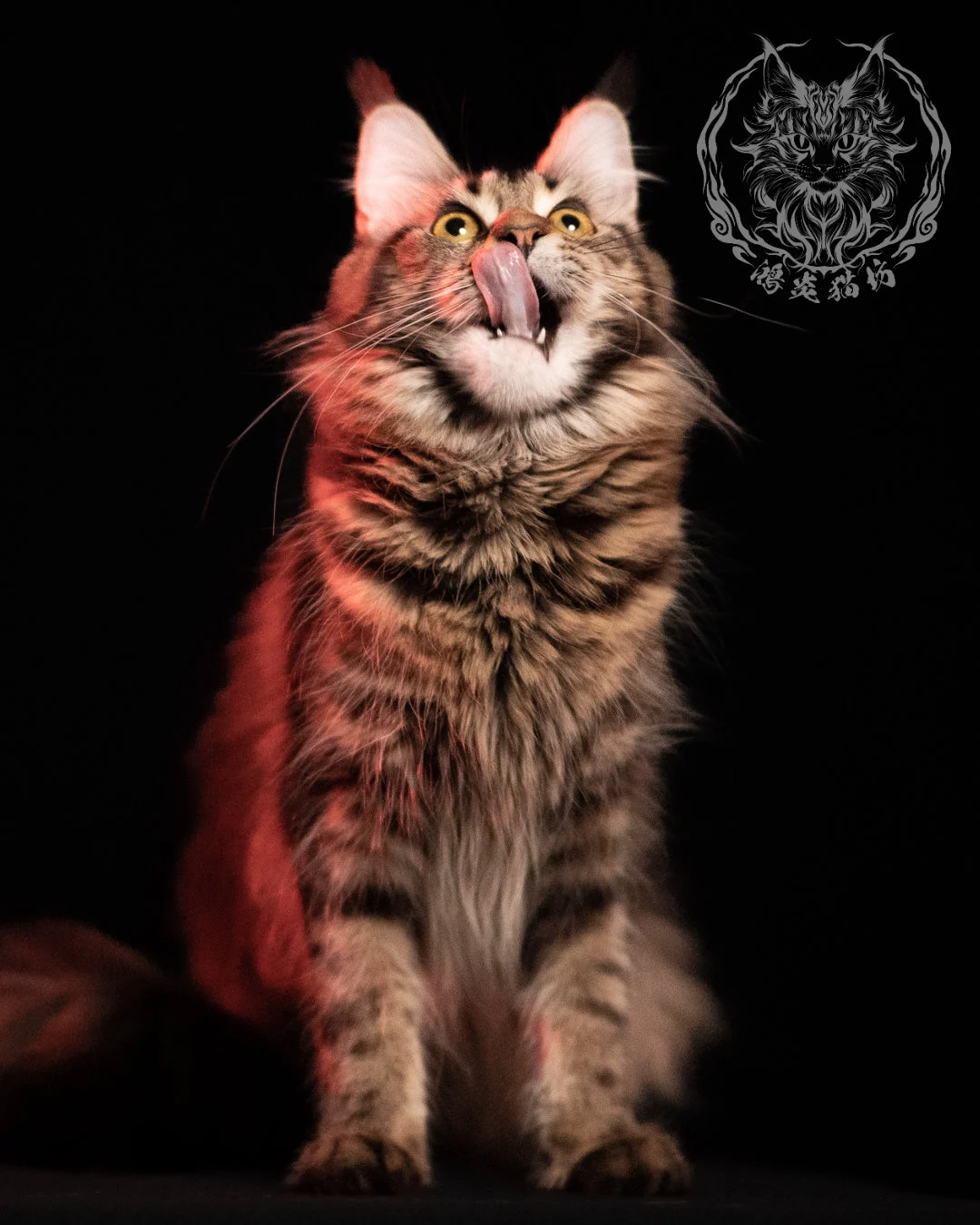 棕虎斑緬因貓 Brown Tabby Maine Coon 13months Closeup 5