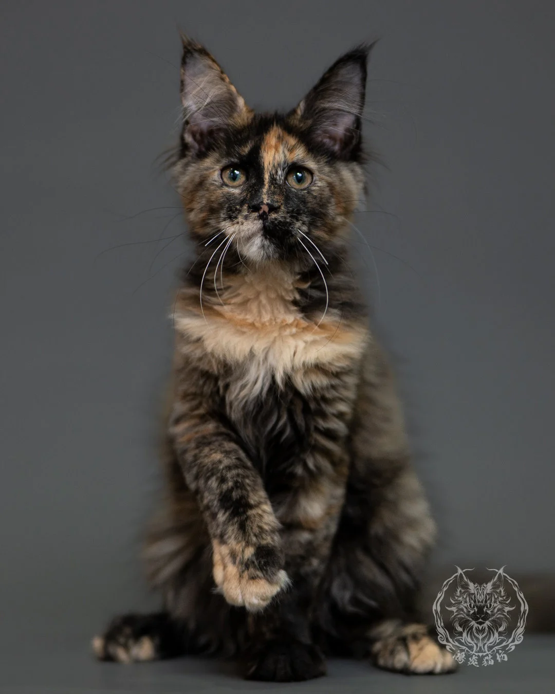 黑玳帽緬因貓 Tortoiseshell Maine Coon 3months Cattery Taichung 19