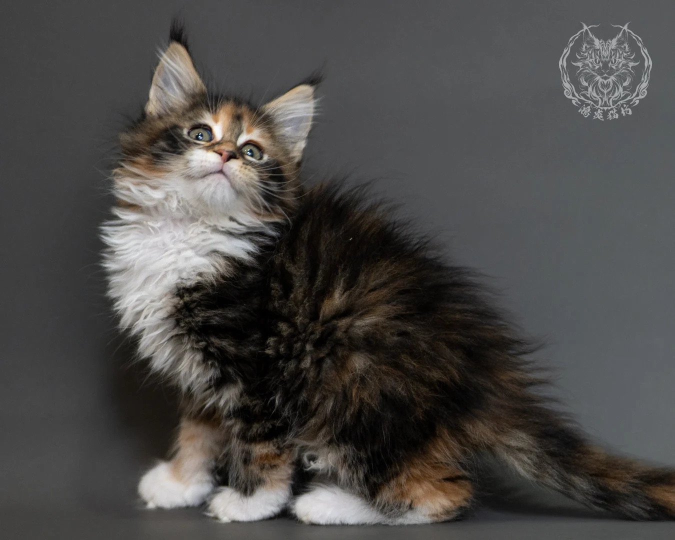 鴻炎貓坊棕虎斑玳帽緬因貓2個月,brown Torbie Maine Coon Kitten 28