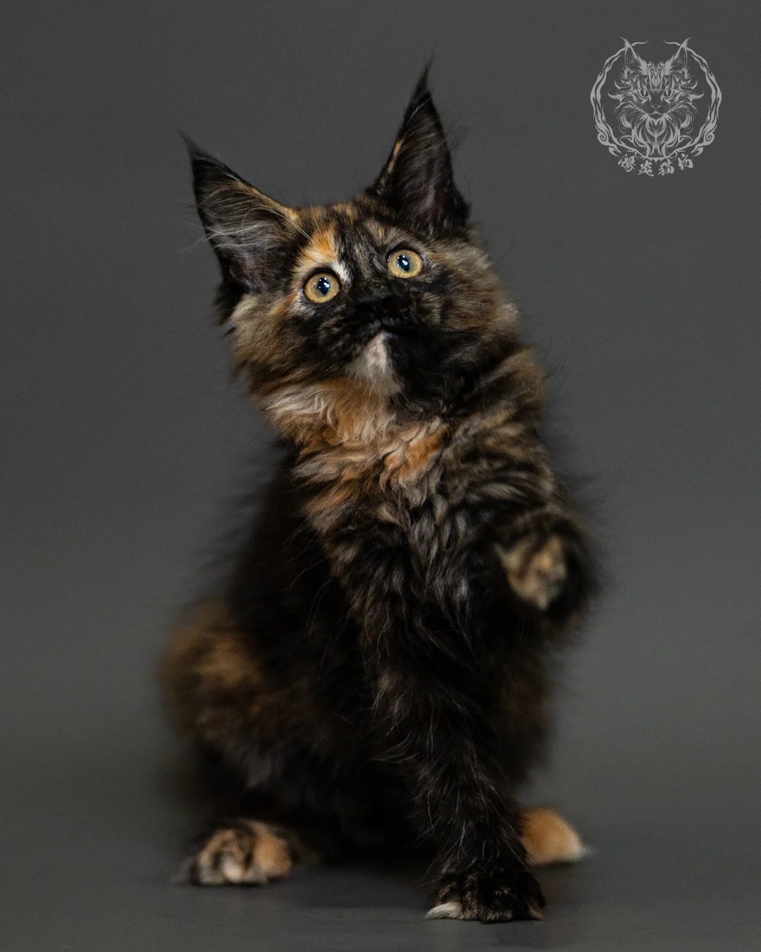黑玳帽緬因貓 Tortoiseshell Maine Coon 2months Closeup 4