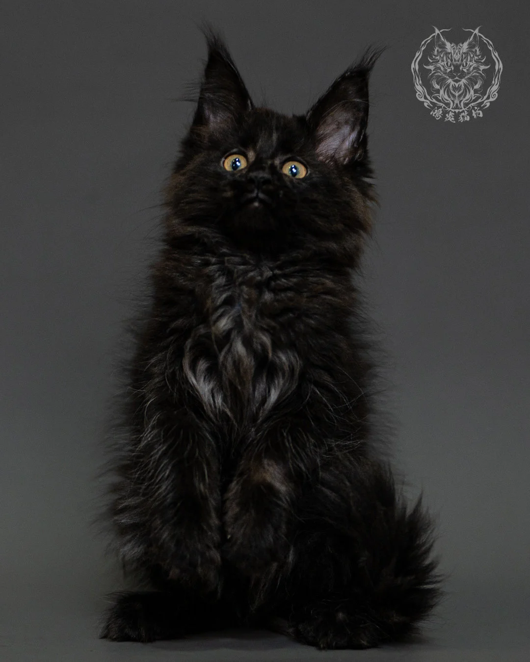黑煙燻緬因貓 Black Smoke Maine Coon 2months Closeup 10