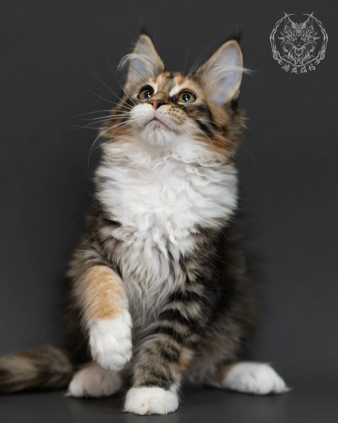 玳帽虎斑緬因貓 Tortie Tabby Maine Coon 3months Cattery Taichung 3