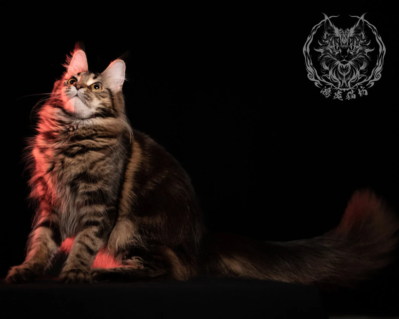 棕虎斑緬因貓 Brown Tabby Maine Coon 13months Closeup 24