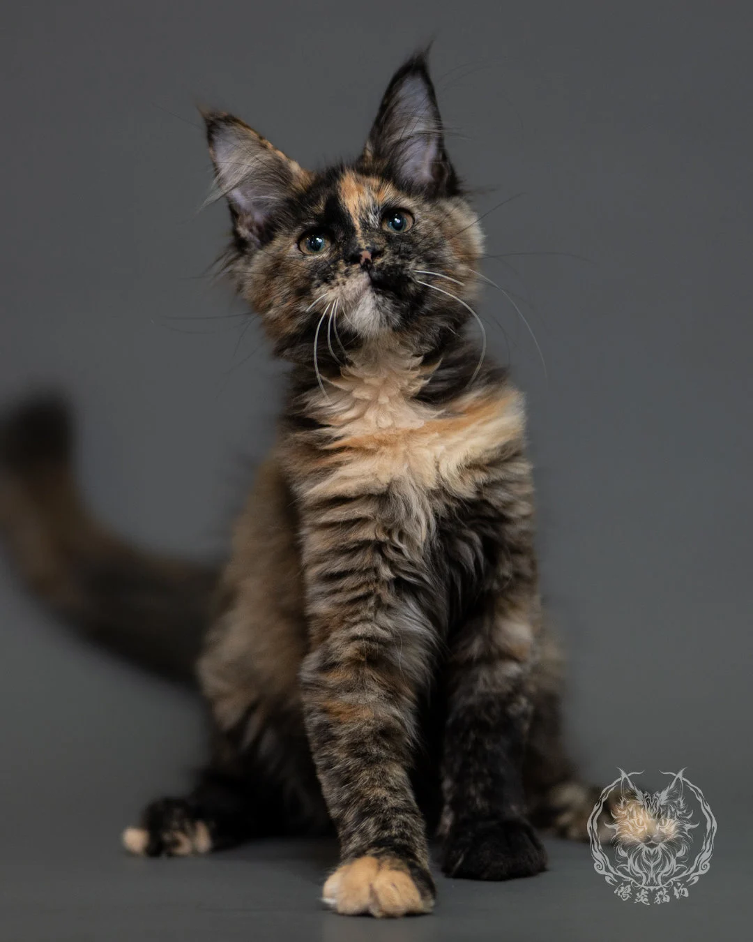 黑玳帽緬因貓 Tortoiseshell Maine Coon 3months Cattery Taichung 4
