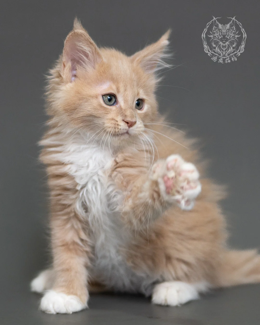 鴻炎貓坊奶油虎斑緬因貓2個月，cream Tabby Maine Coon Kitten 11