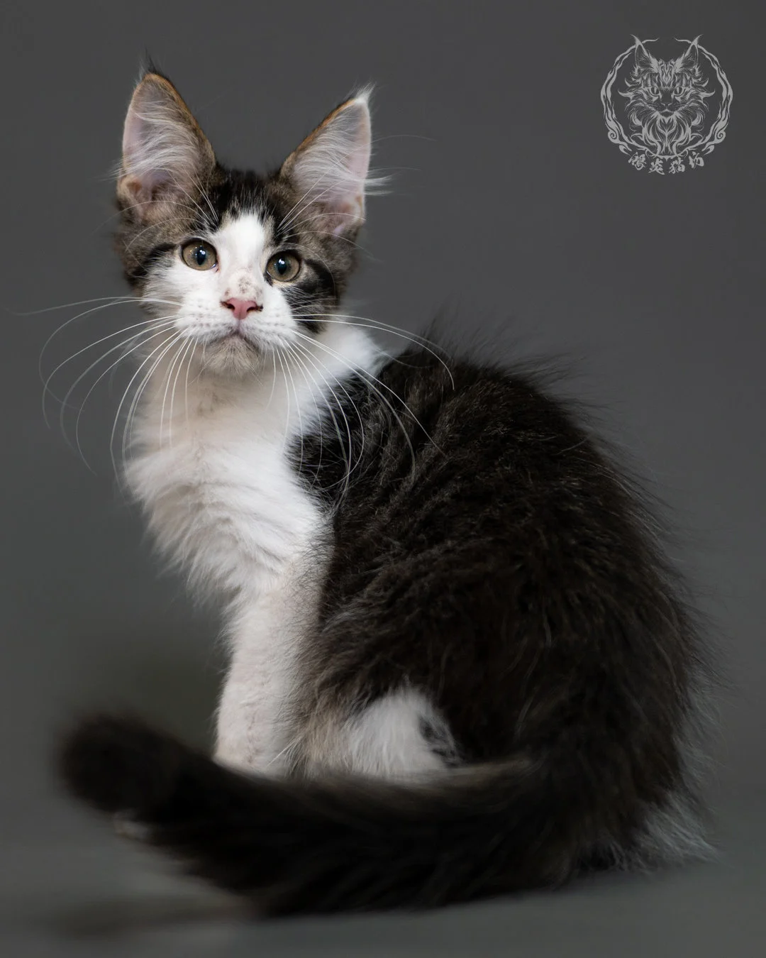 棕虎斑賓士緬因貓 Brown Tabby Maine Coon 3months Cattery Taichung 9