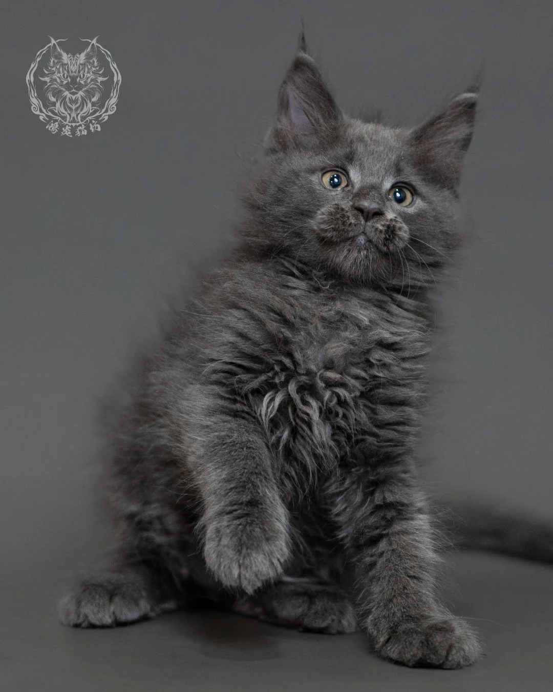 鴻炎貓坊藍煙燻緬因貓2個月特寫，blue Smoke Maine Coon Kitten 8