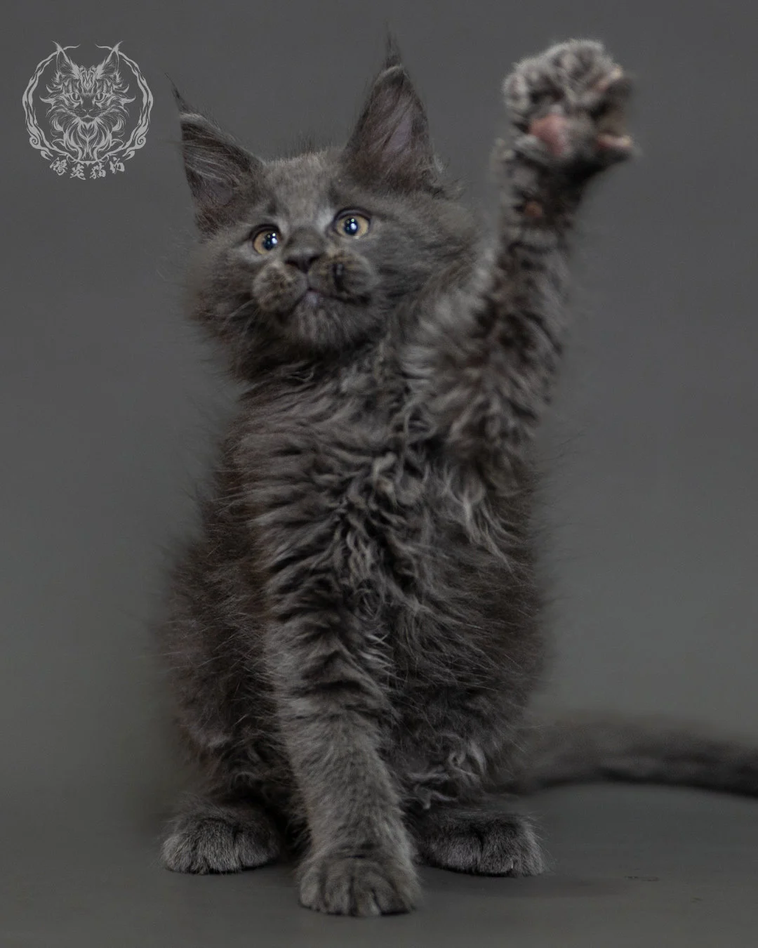 鴻炎貓坊藍煙燻緬因貓2個月特寫，blue Smoke Maine Coon Kitten 11