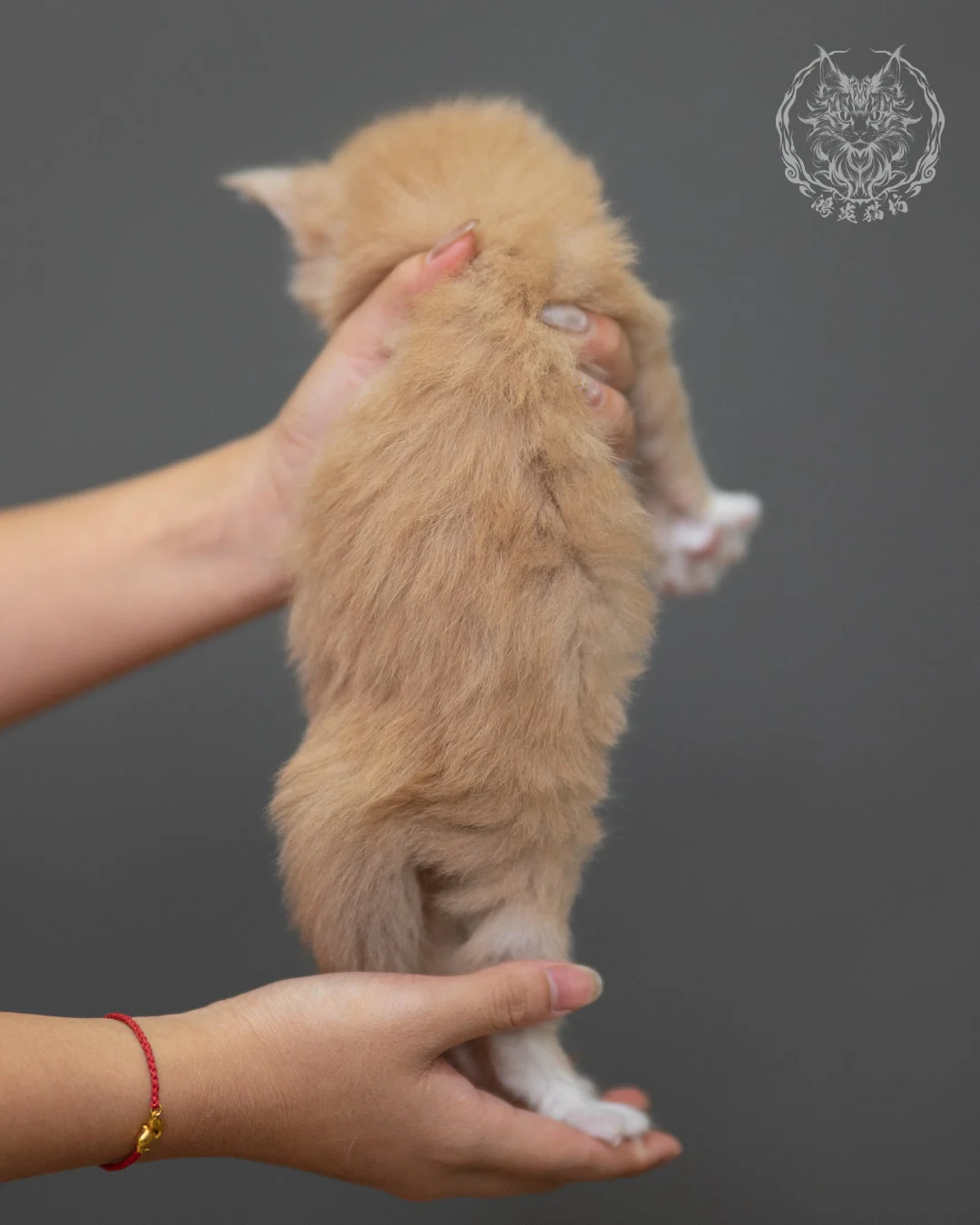 奶油虎斑緬因貓 Cream Tabby Maine Coon 4weeks Closeup 10