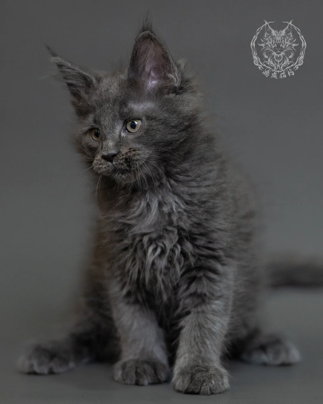 鴻炎貓坊藍煙燻緬因貓2個月特寫，blue Smoke Maine Coon Kitten 31