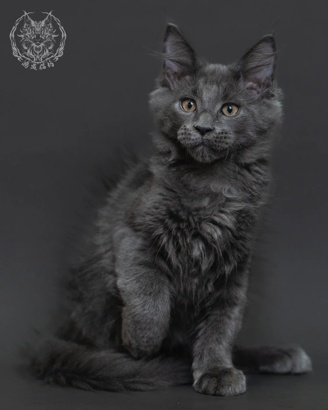 藍煙燻緬因貓 Blue Smoke Maine Coon 3months Cattery Taichung 8