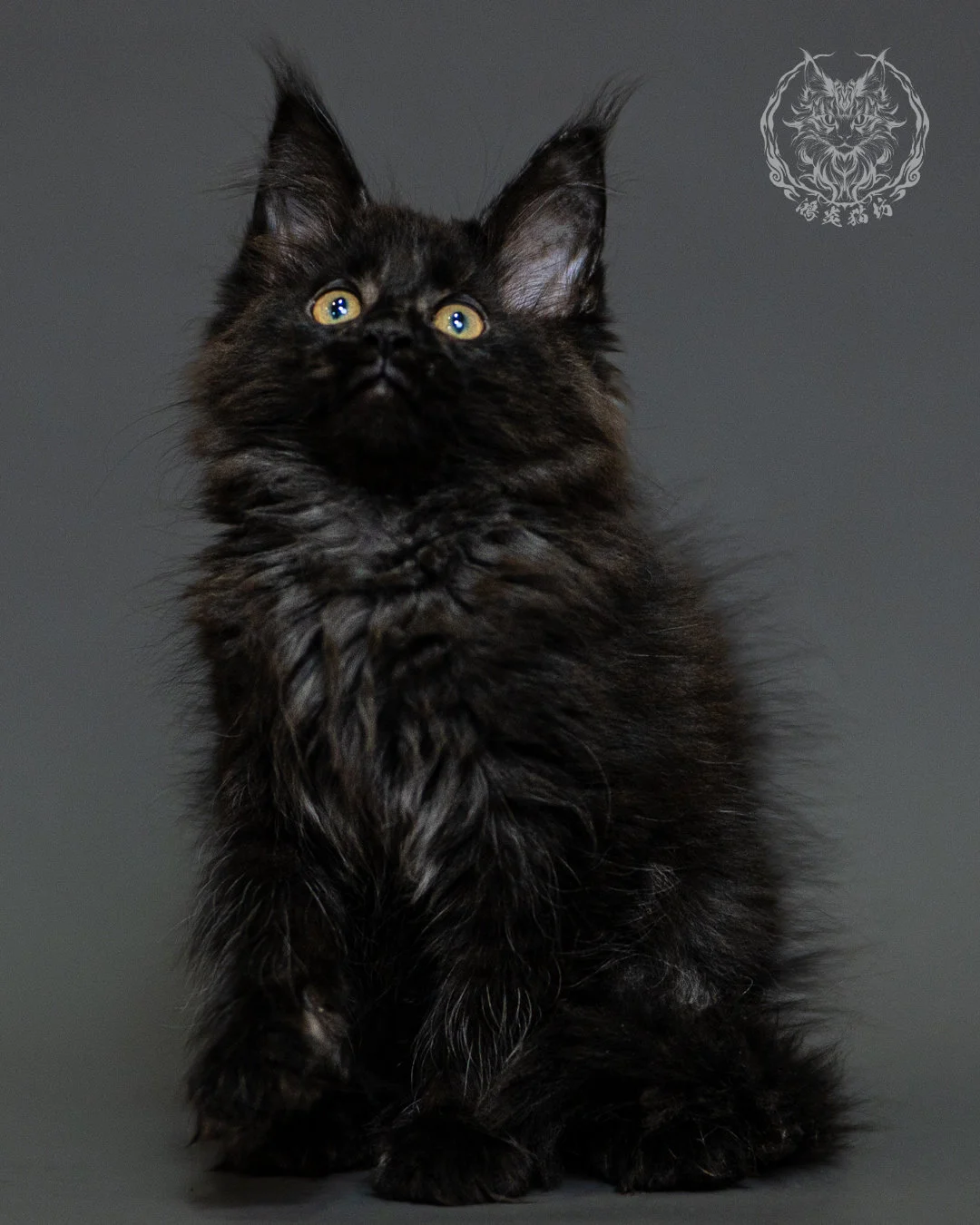 黑煙燻緬因貓 Black Smoke Maine Coon 2months Closeup 16