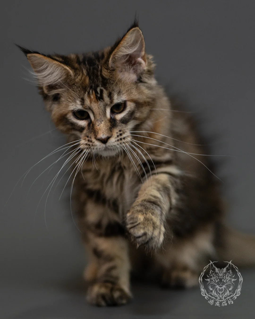 棕虎斑玳帽緬因貓 Brown Torbie Maine Coon 3months Cattery Taichung 3