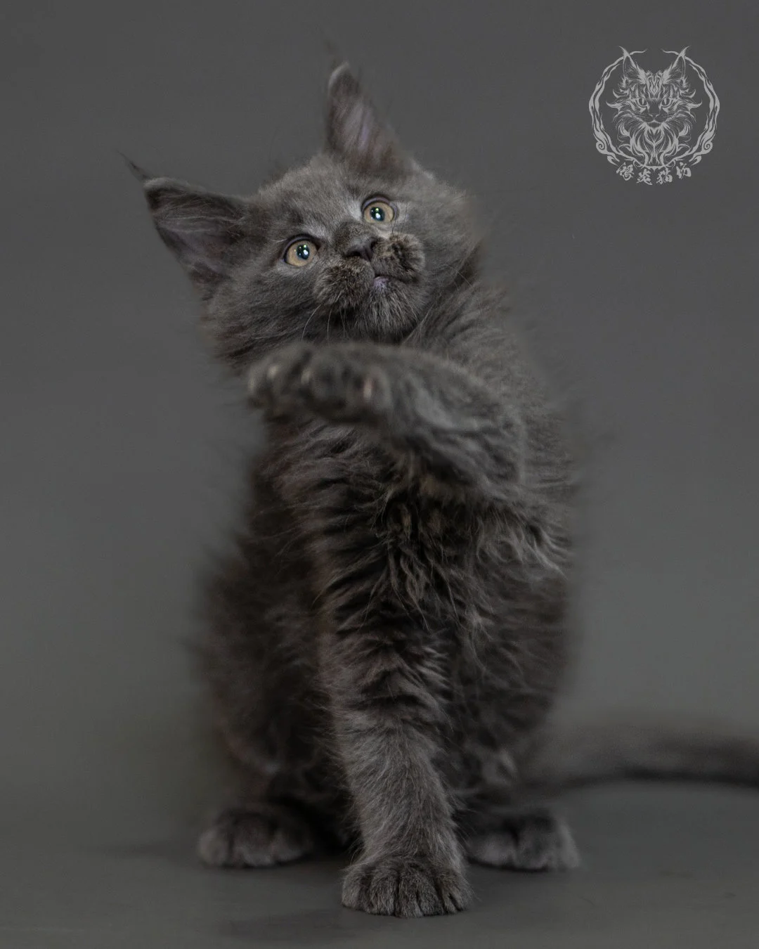 鴻炎貓坊藍煙燻緬因貓2個月特寫，blue Smoke Maine Coon Kitten 14