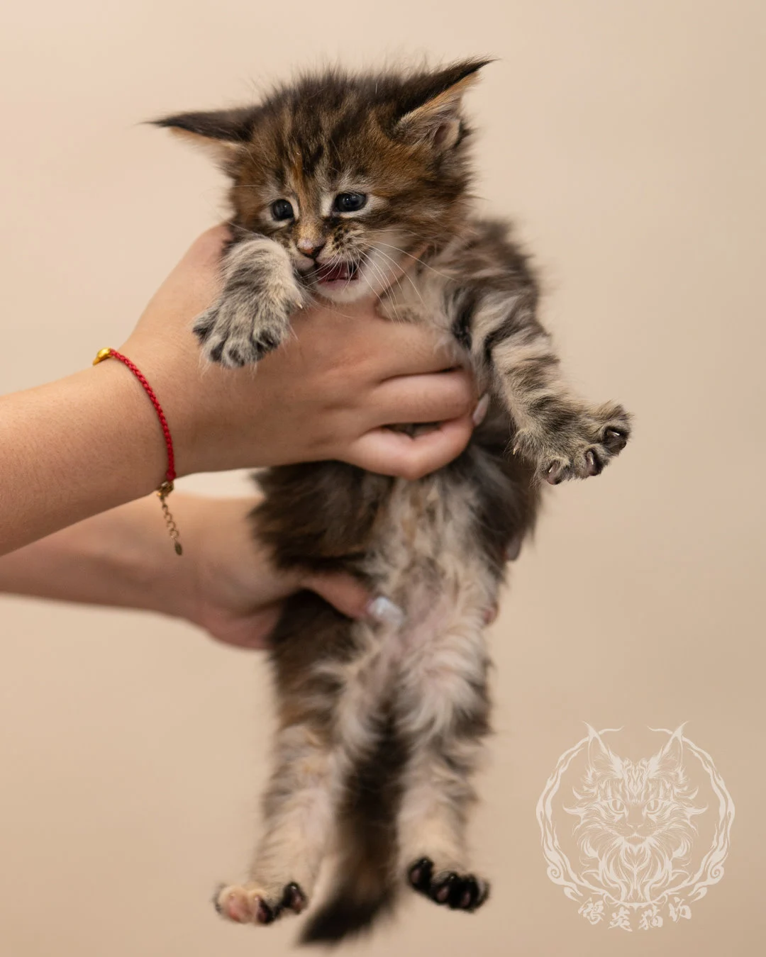 棕虎斑玳帽緬因貓 Brown Tabby Tortie Maine Coon 4weeks Closeup 4