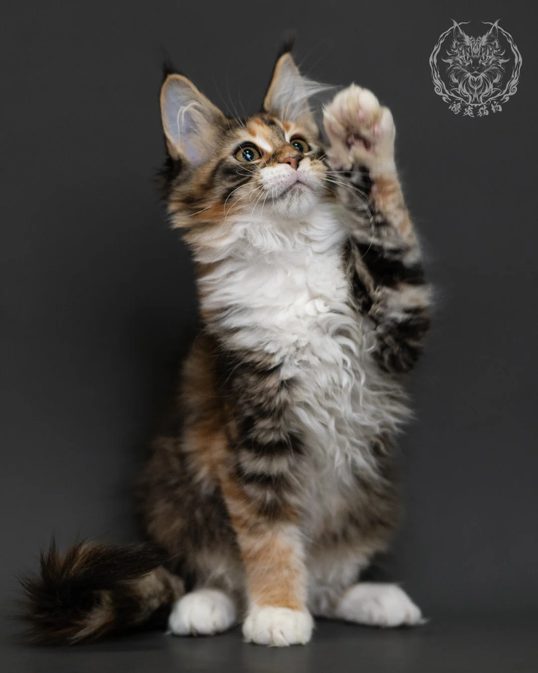 玳帽虎斑緬因貓 Tortie Tabby Maine Coon 3months Cattery Taichung 10