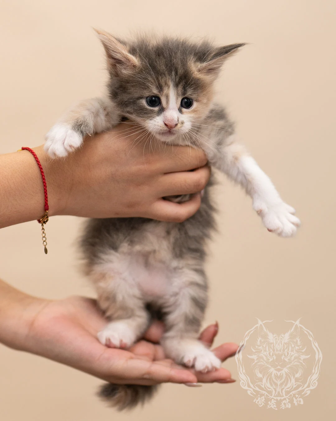 藍乳玳帽賓士緬因貓 Blue Cream Tortie Masked Maine Coon 4weeks Closeup 6