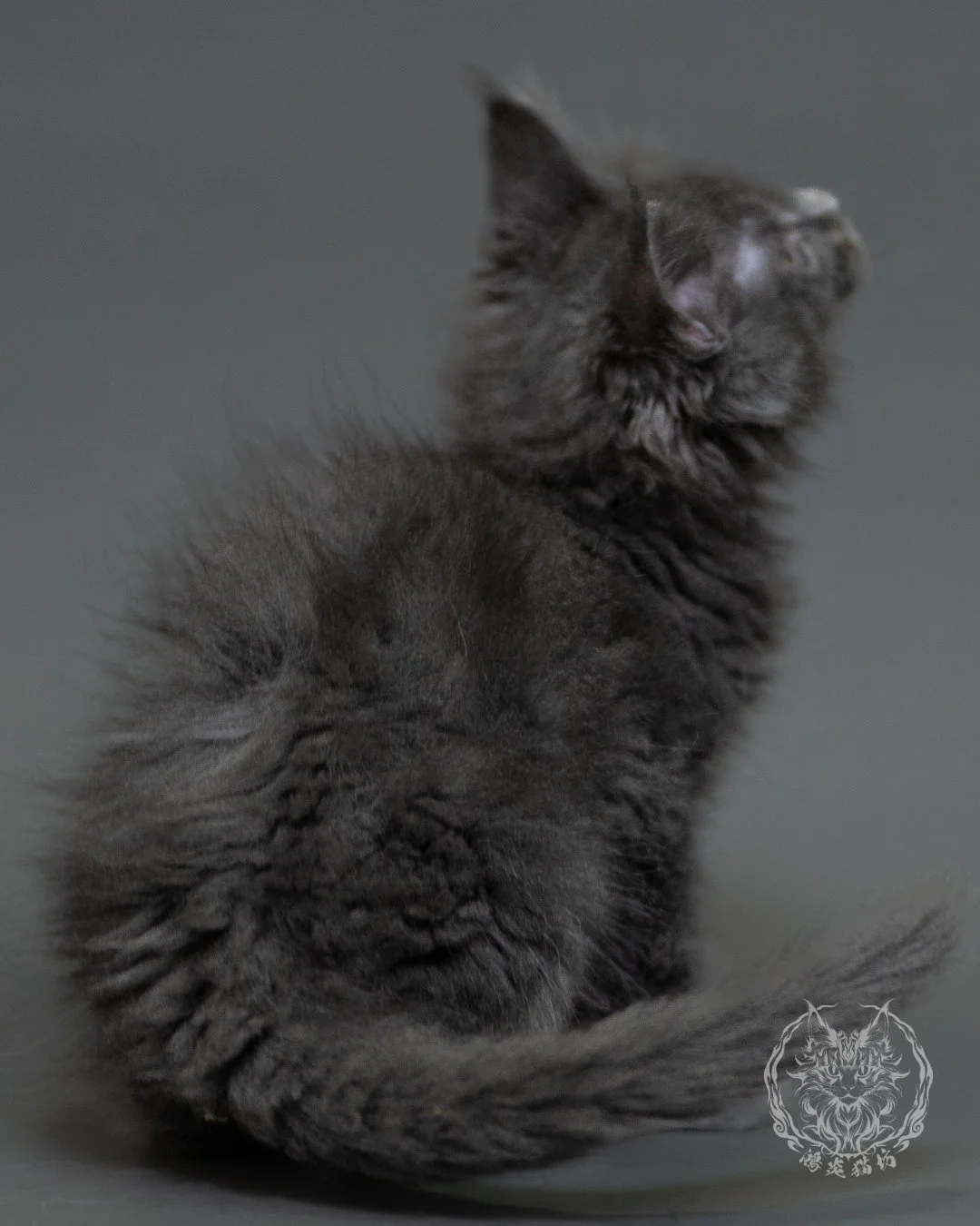 鴻炎貓坊藍煙燻緬因貓2個月特寫，blue Smoke Maine Coon Kitten 28