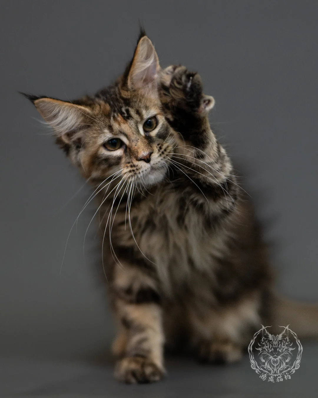 棕虎斑玳帽緬因貓 Brown Torbie Maine Coon 3months Cattery Taichung 2