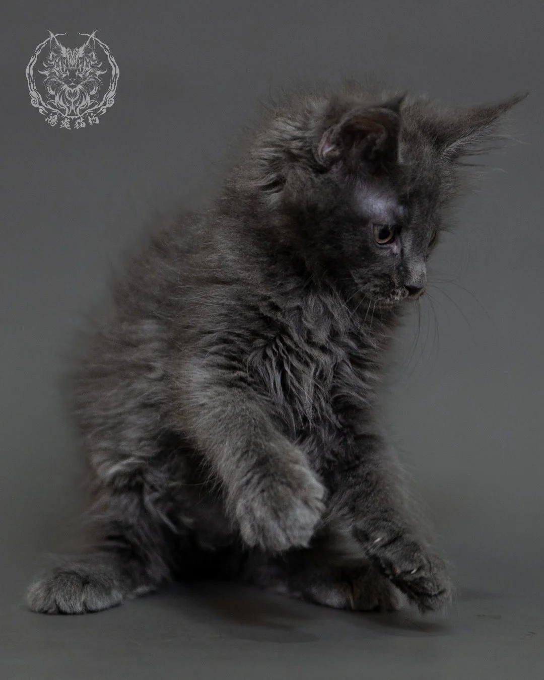 鴻炎貓坊藍煙燻緬因貓2個月特寫，blue Smoke Maine Coon Kitten 22