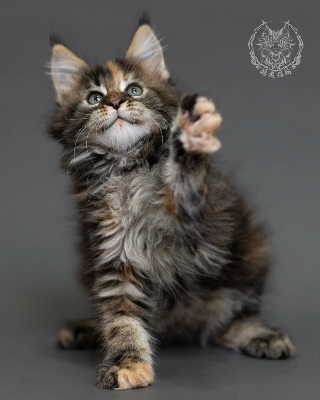 鴻炎貓坊棕虎斑玳帽緬因貓2個月，brown Torbie Maine Coon Kitten 13