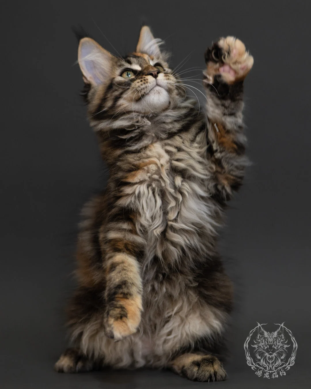 玳帽虎斑緬因貓 Tortie Tabby Maine Coon 3months Cattery Taichung 14