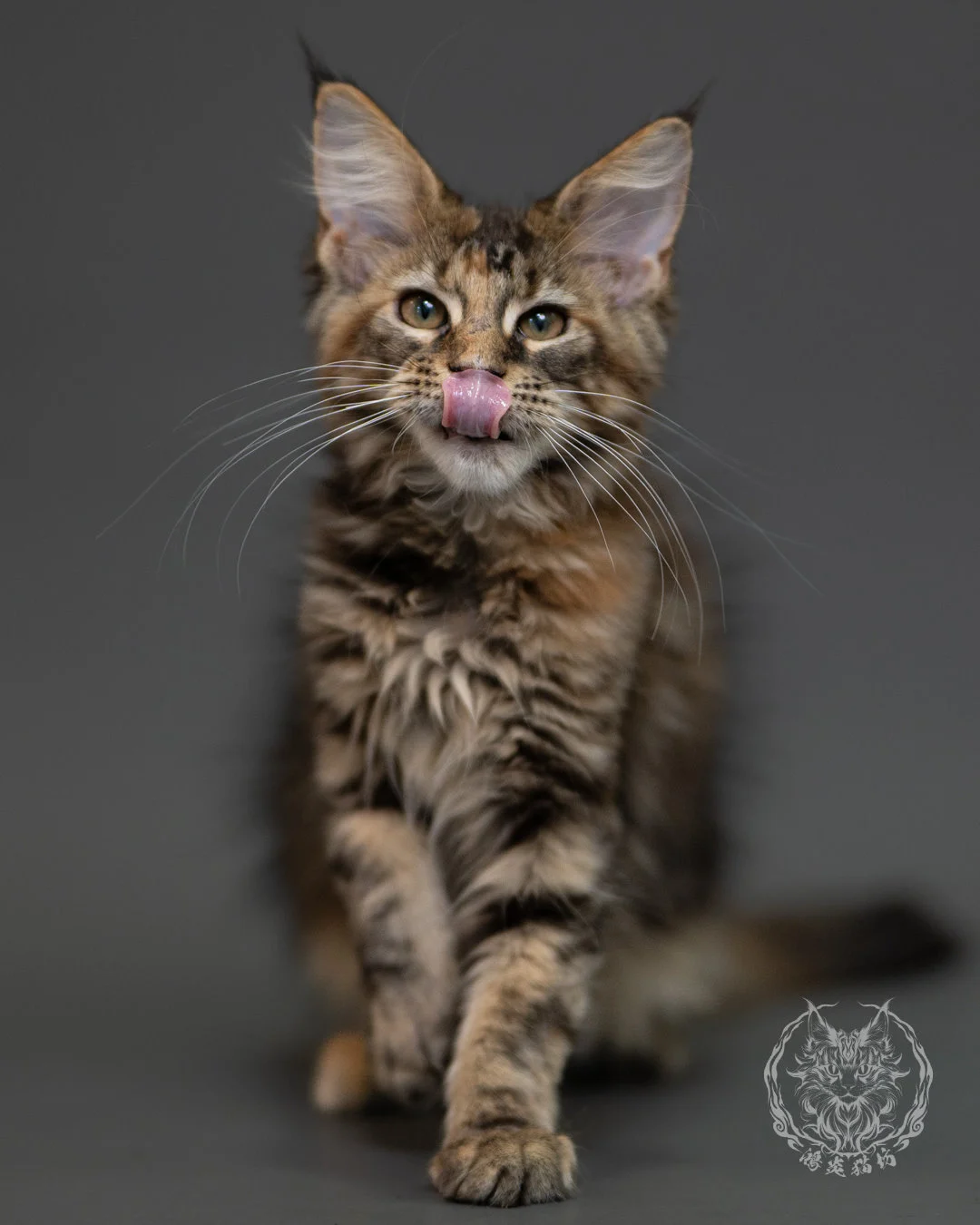 棕虎斑玳帽緬因貓 Brown Torbie Maine Coon 3months Cattery Taichung 6
