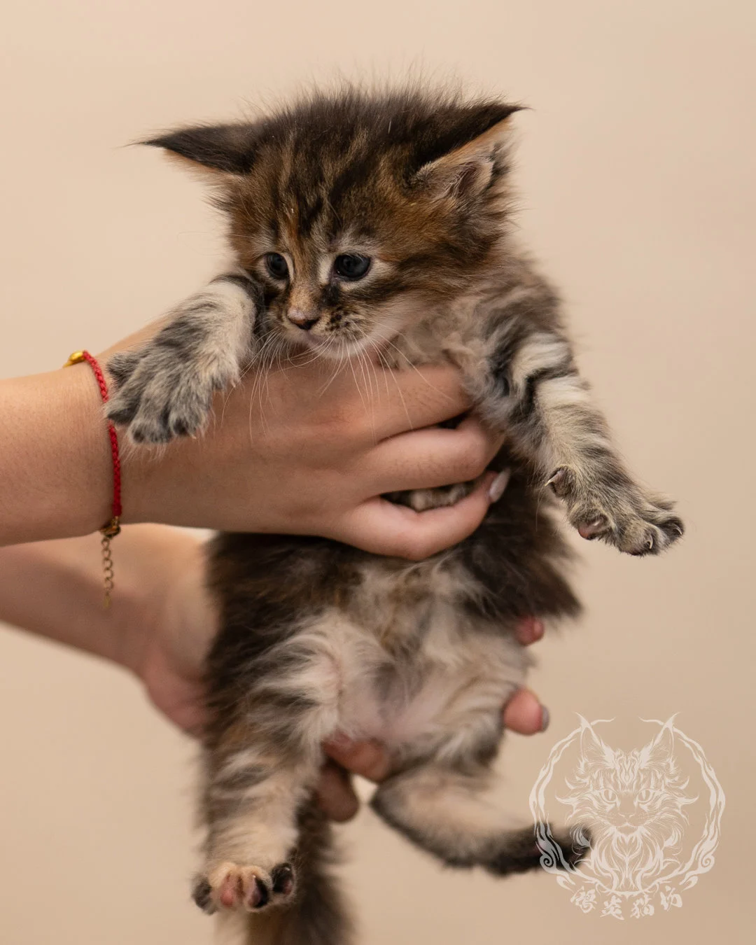 棕虎斑玳帽緬因貓 Brown Tabby Tortie Maine Coon 4weeks Closeup 1
