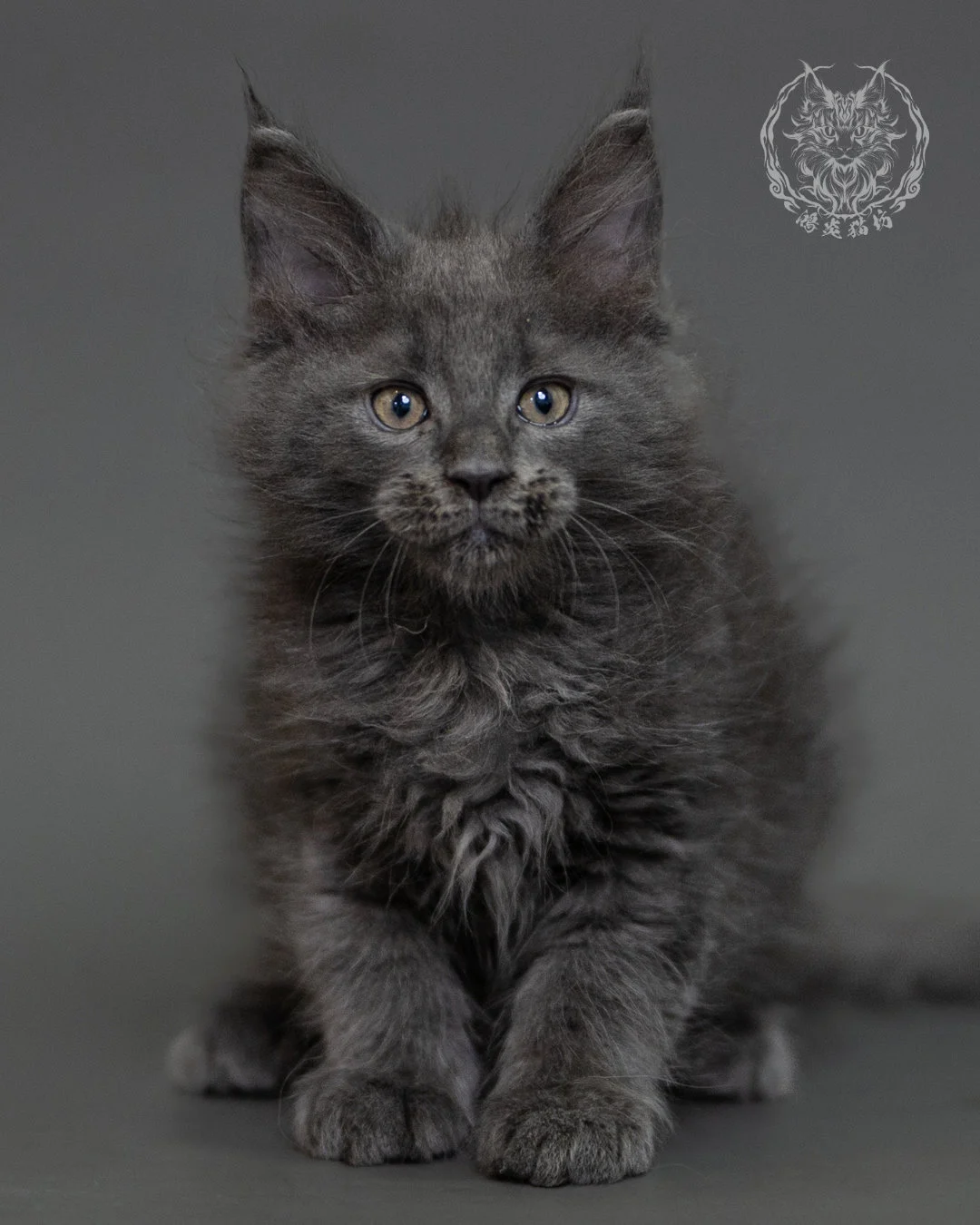 鴻炎貓坊藍煙燻緬因貓2個月特寫，blue Smoke Maine Coon Kitten 4