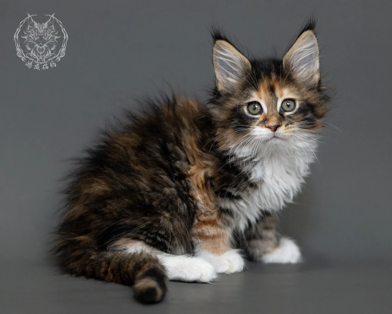 鴻炎貓坊棕虎斑玳帽緬因貓2個月,brown Torbie Maine Coon Kitten 25
