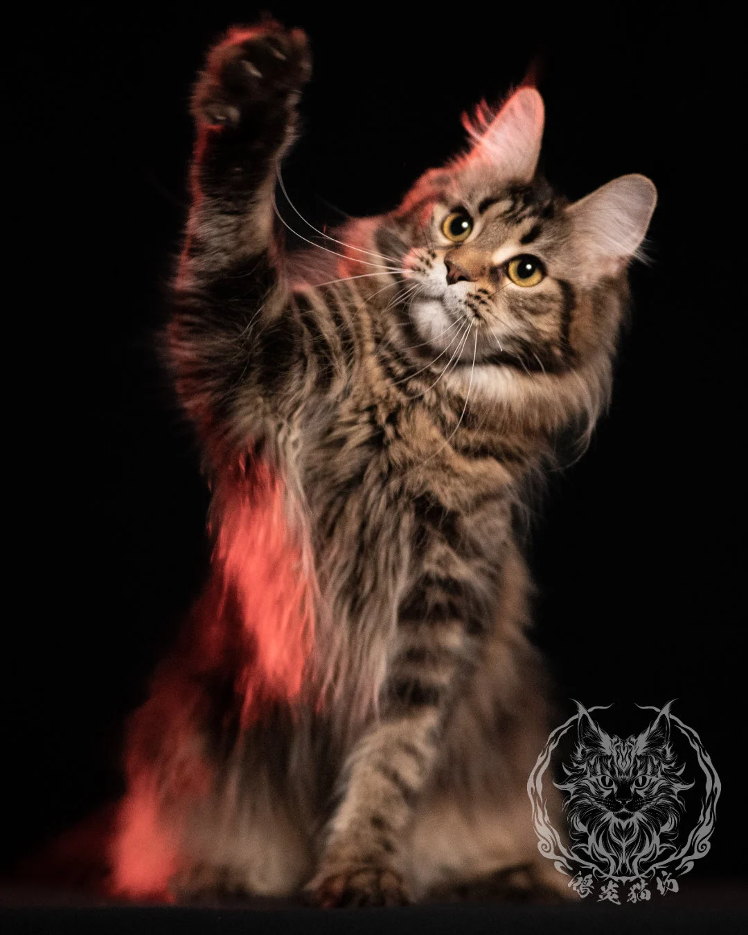 棕虎斑緬因貓 Brown Tabby Maine Coon 13months Closeup 11