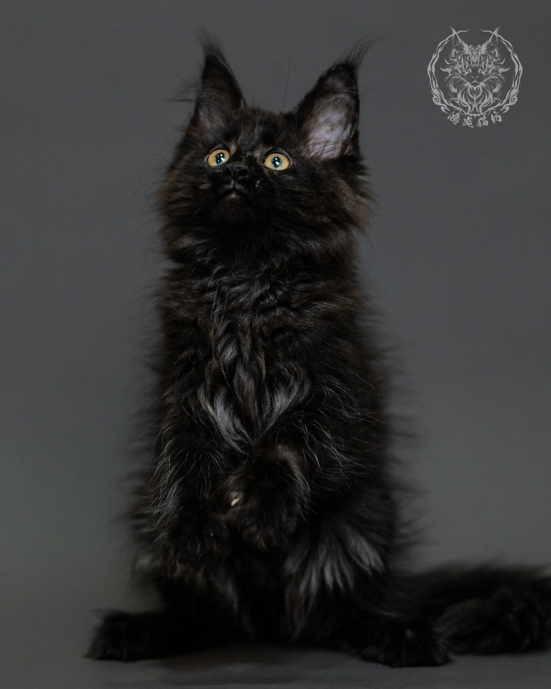 黑煙燻緬因貓 Black Smoke Maine Coon 2months Closeup 9