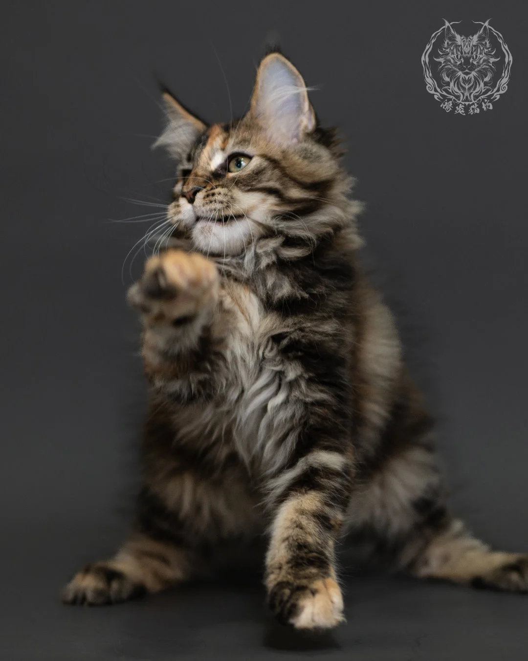 玳帽虎斑緬因貓 Tortie Tabby Maine Coon 3months Cattery Taichung 8