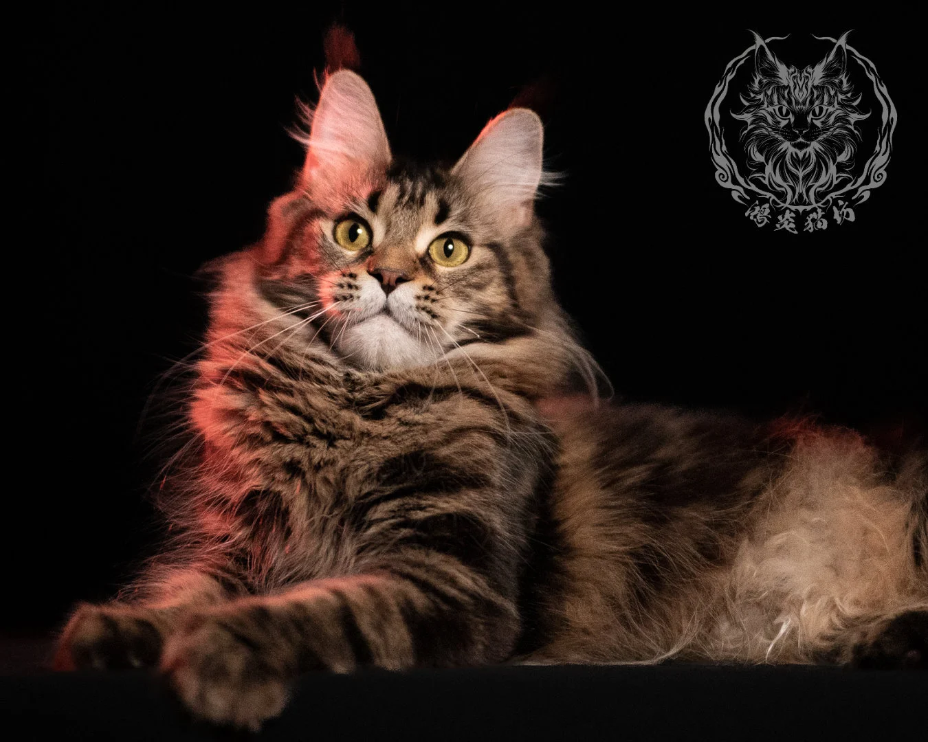 棕虎斑緬因貓 Brown Tabby Maine Coon 13months Closeup 22