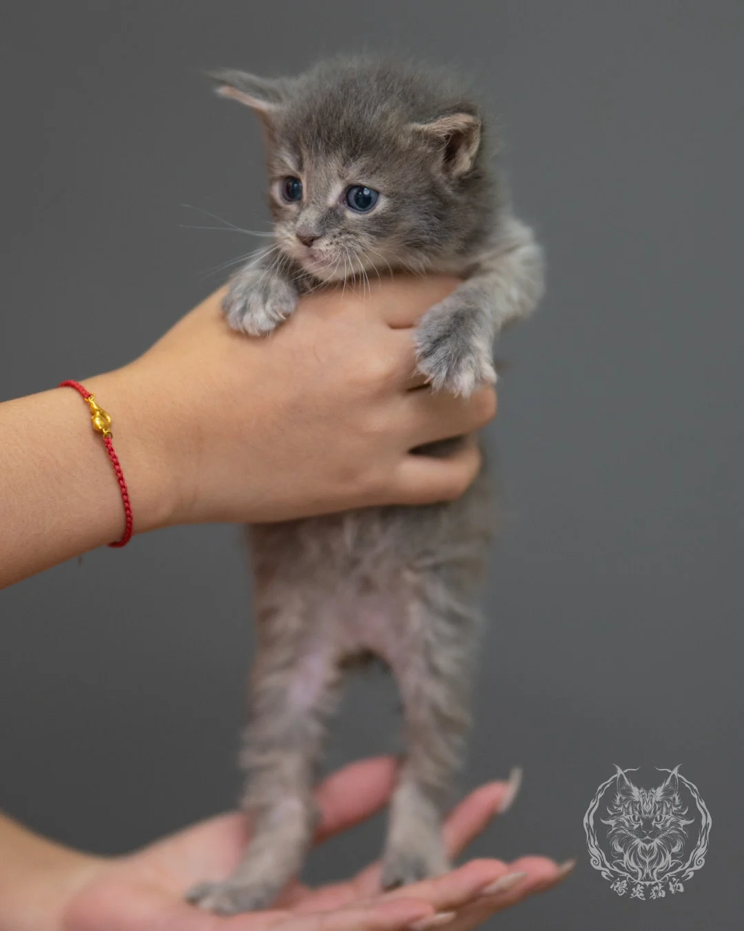 藍乳虎斑緬因貓 Blue Cream Tabby Maine Coon 4weeks Sideview 4