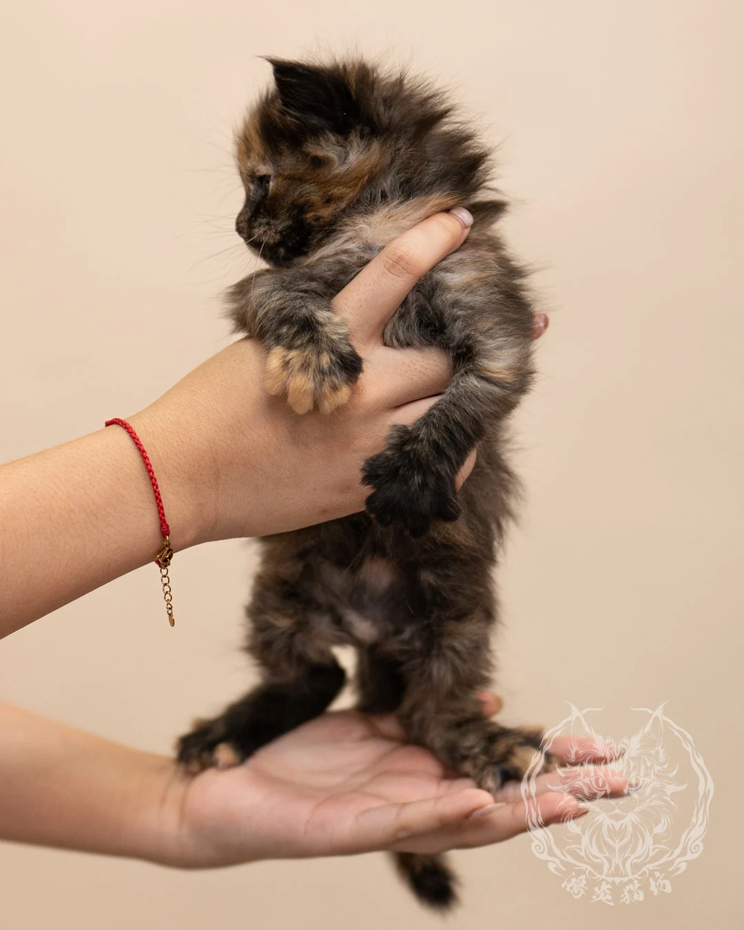黑玳帽緬因貓 Black Tortie Masked Maine Coon 4weeks Closeup 4