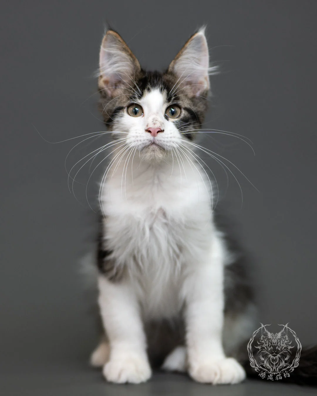 棕虎斑賓士緬因貓 Brown Tabby Maine Coon 3months Cattery Taichung 13